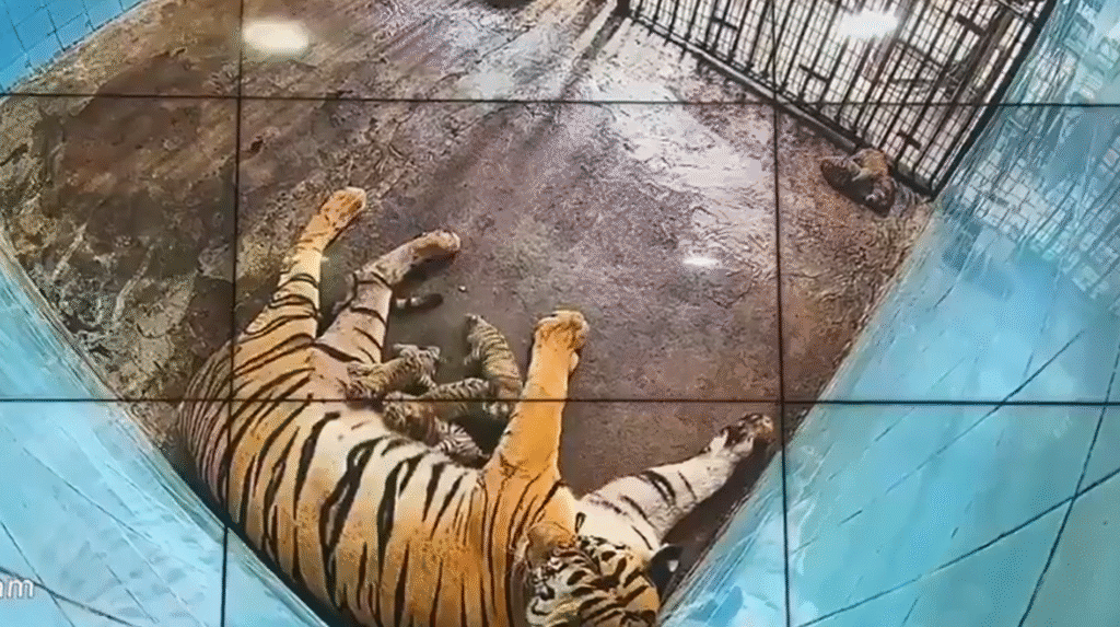 Six Bengal Tiger Cubs Born in Delhi zoo: दिल्ली चिड़ियाघर में जन्मे छह बंगाल टाइगर के शावक, 20 वर्षों में सबसे बड़ा ब्रीडिंग रिकॉर्ड Six Bengal tiger cubs born in Delhi zoo, biggest breeding record in 20 years